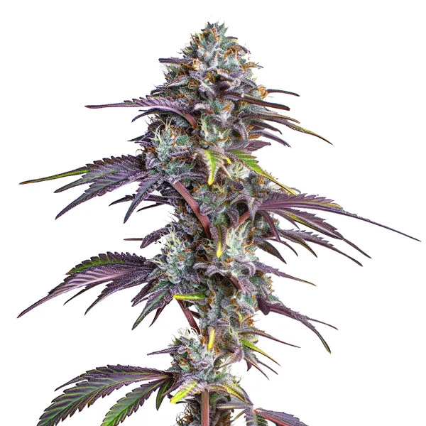blackberry_moonrocks